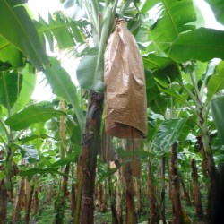 Smurfit Kappa launches sustainable new alternative for banana producers